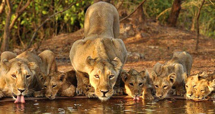 National Park of India