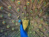 Pfau imponierend.jpg