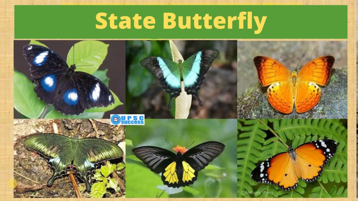 State Butterflies of India